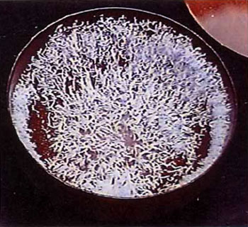  义云高 弘扬正法