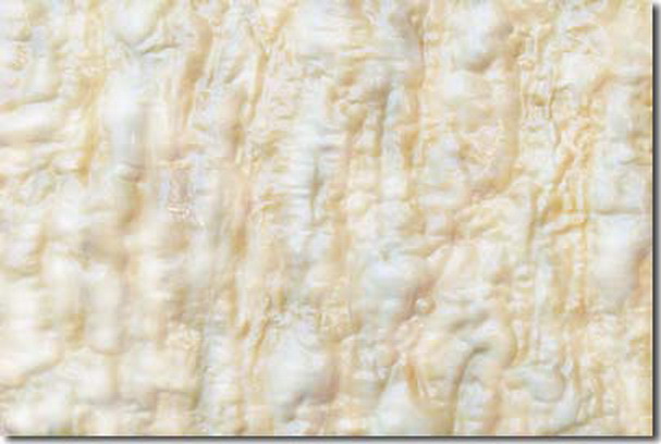  义云高 弘扬正法