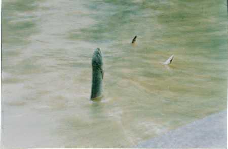  义云高 弘扬正法