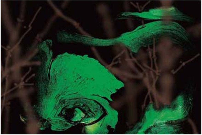 第三世多杰羌佛工巧明展显之 西画 义云高 弘扬正法