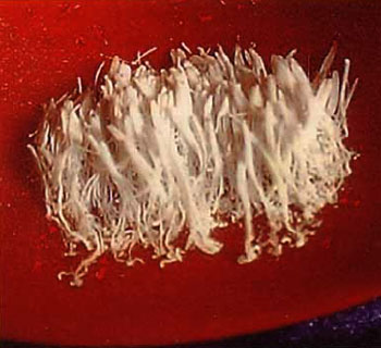 真正的甘露是来自佛国的圣食 义云高 弘扬正法