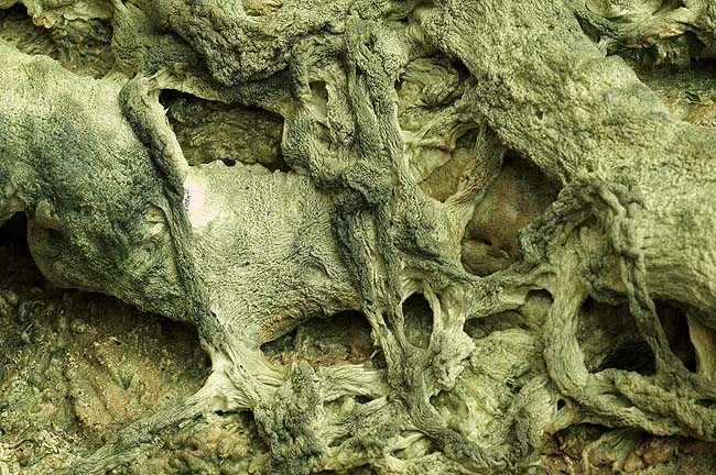 第三世多杰羌佛五明成就 工巧明之枯藤古化 义云高 弘扬正法