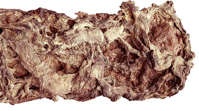 第三世多杰羌佛五明成就 工巧明之枯藤古化 义云高 弘扬正法