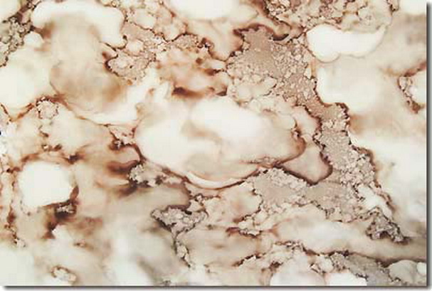  义云高 弘扬正法