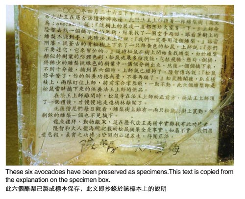 松鼠献酪梨给第三世多杰羌佛 义云高 弘扬正法