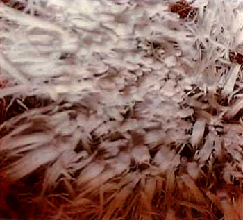 真正的甘露是来自佛国的圣食 义云高 弘扬正法