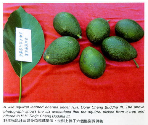 松鼠献酪梨给第三世多杰羌佛 义云高 弘扬正法