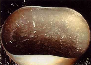 真正的甘露是来自佛国的圣食 义云高 弘扬正法