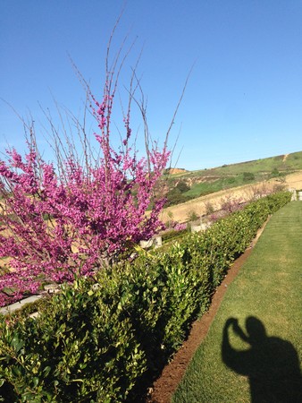  义云高 弘扬正法