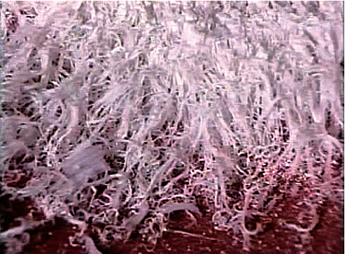 《揭开真相》(十七)这是什么甘露 义云高 弘扬正法