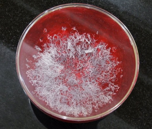  义云高 弘扬正法