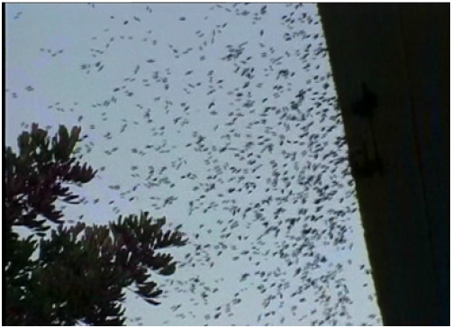  义云高 弘扬正法