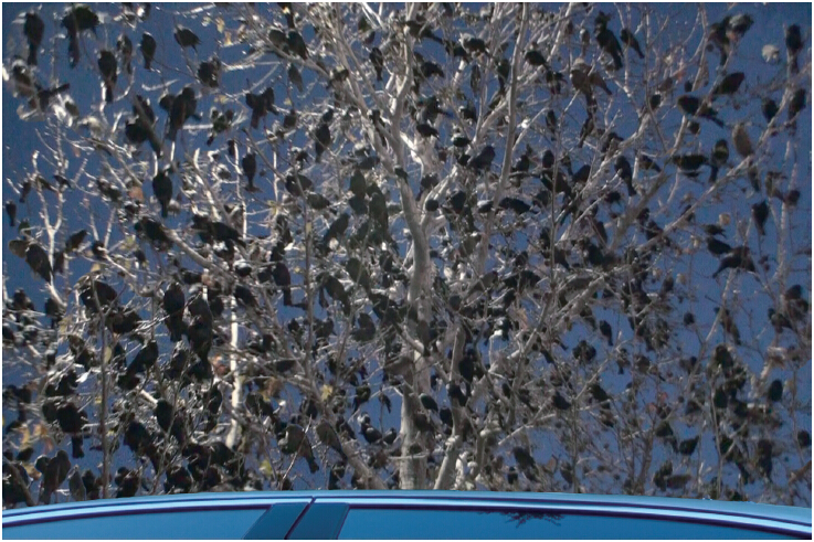  义云高 弘扬正法