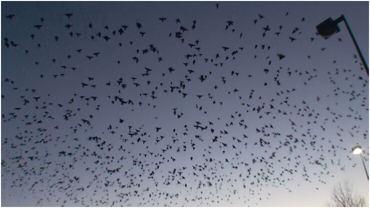  义云高 弘扬正法