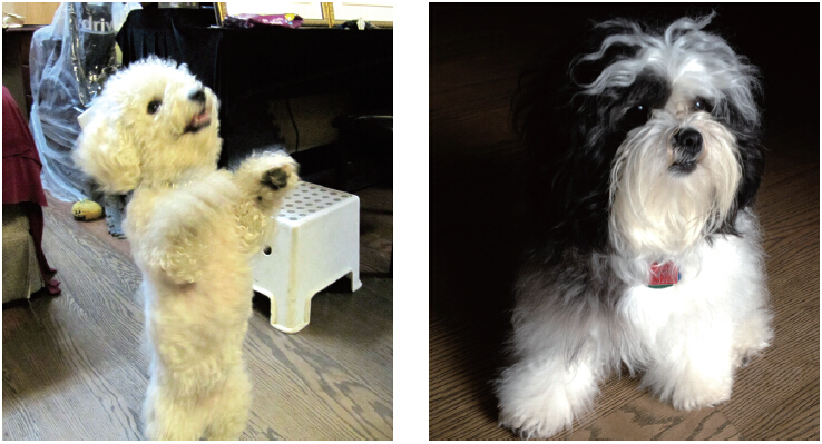  义云高 弘扬正法