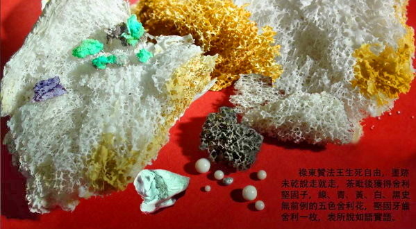 有些人,比猪还笨! 义云高 弘扬正法