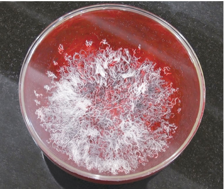  义云高 弘扬正法