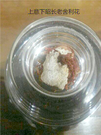 意昭老和尚 当代禅门泰斗 义云高 弘扬正法